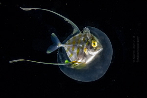 Juvenile fish inside jellyfish - Blackwater by Wayne Jones 